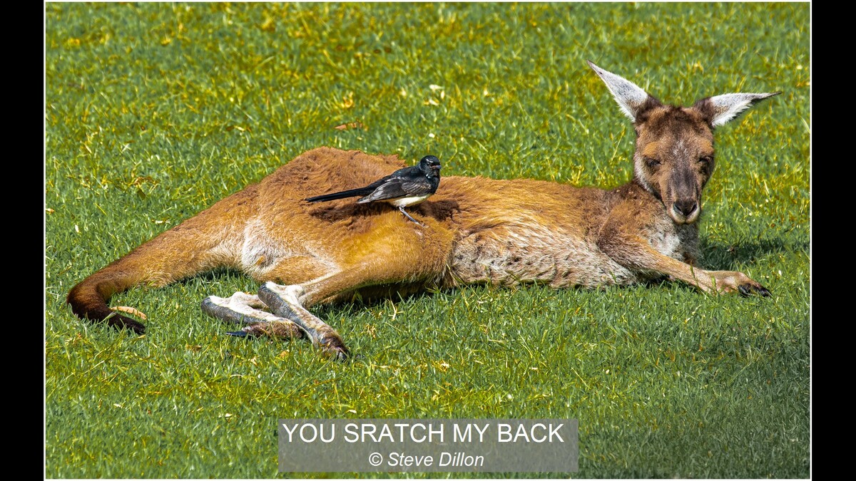YOU SRATCH MY BACK